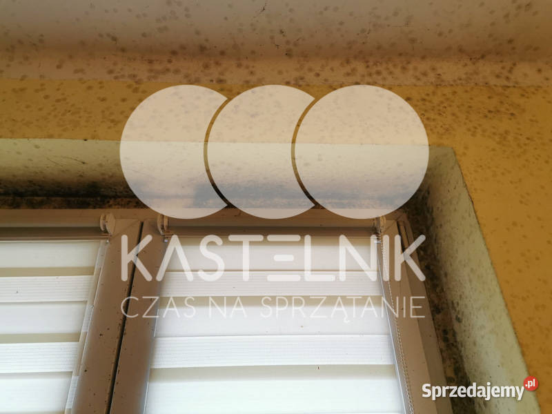 Odgrzybianie ścian Gdańsk Kastelnik Usuwanie