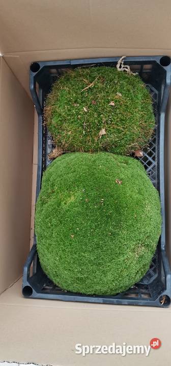 Mech kulki zielone żywemaleńkie Warszawa sprzedam