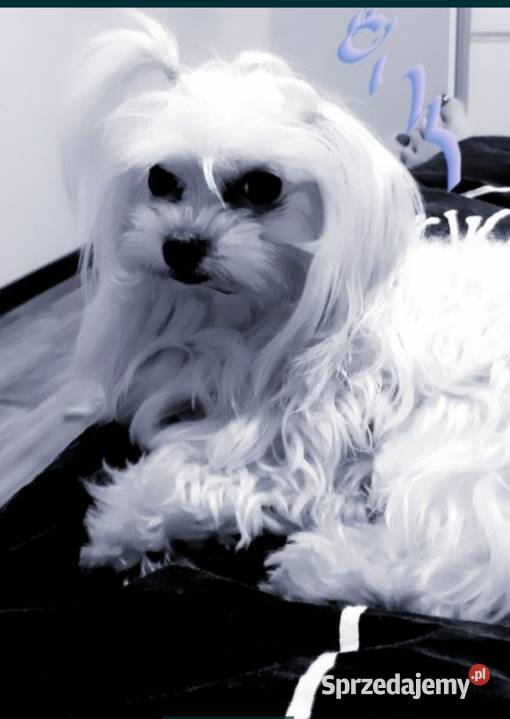 Szczeniaki szczenięta maltańczyki maltańczyk