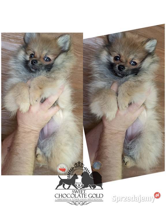 Suczka Szpic miniaturowy pomeranian Orange Sable łódzkie Bełchatów