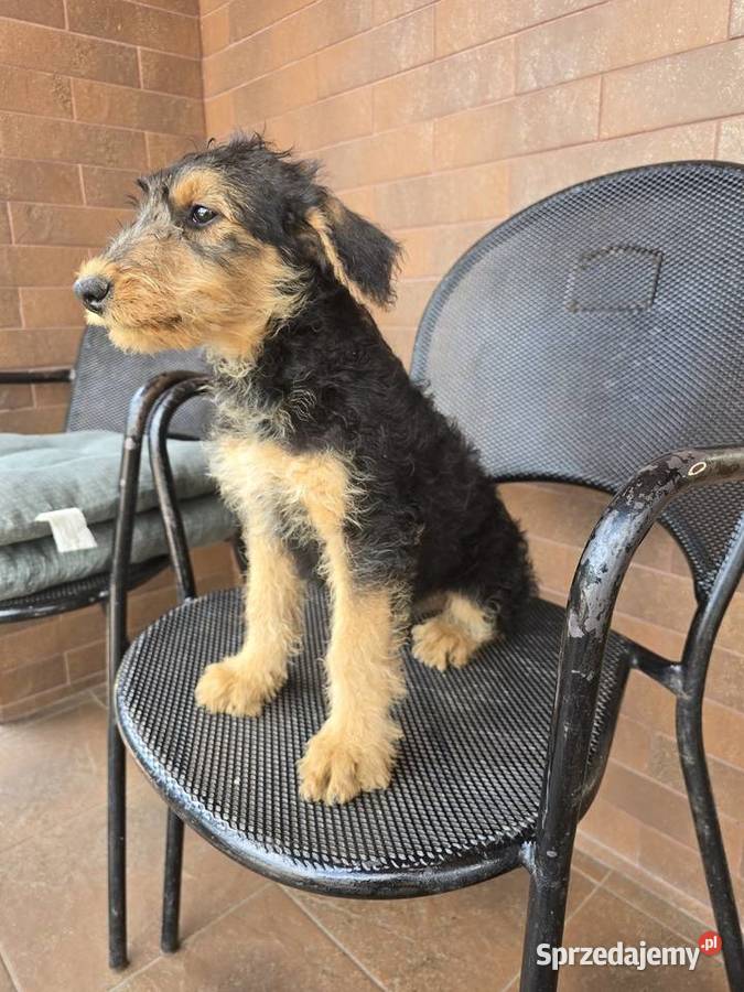 Airedale terrier szczeniaki suczka Byczyna