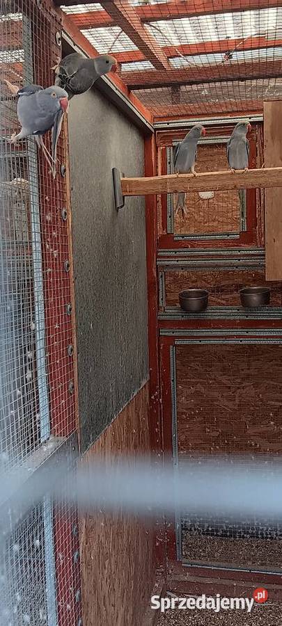 Aleksnadretty obrożne z 2025r rożne mutacje Rawicz