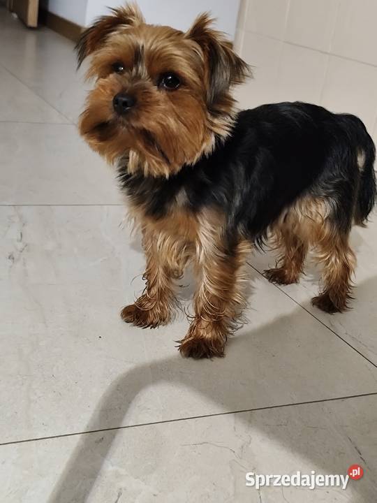 Yorkshire Terrier Bakałarzewo sprzedam