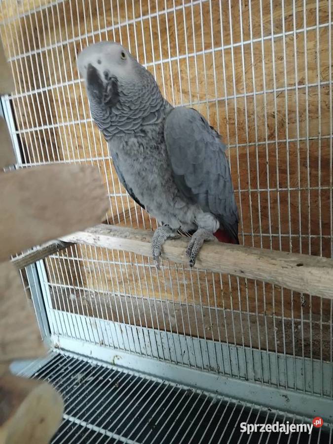 Samica i samiec Żako Bogoria