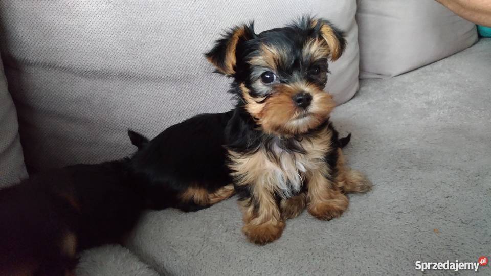 Yorki sprzedam nie miniaturki