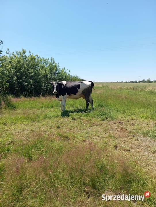 Młoda krowa HF na ocieleniu Michów