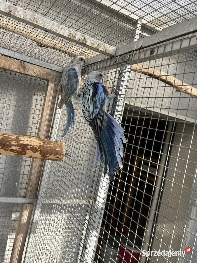 Rozelle białolice Ptaki sprzedam