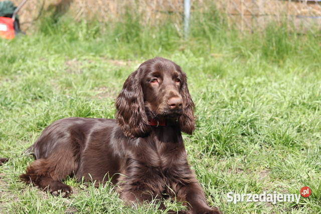Suczki rasy Field Spaniel Wrocław sprzedam