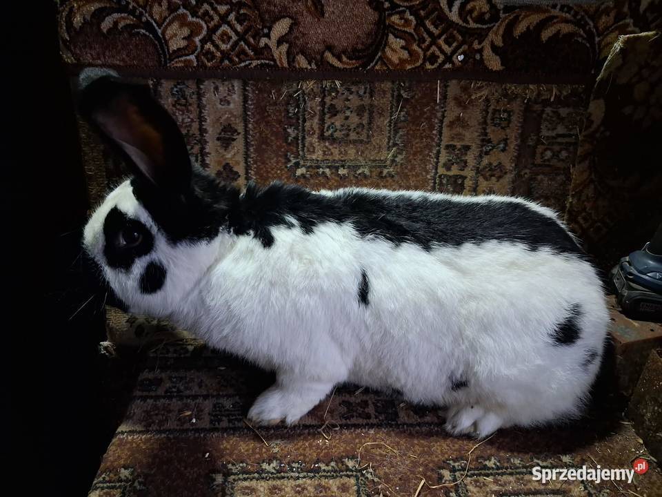 Samiec Olbrzym srokacz czarny Maćkówka