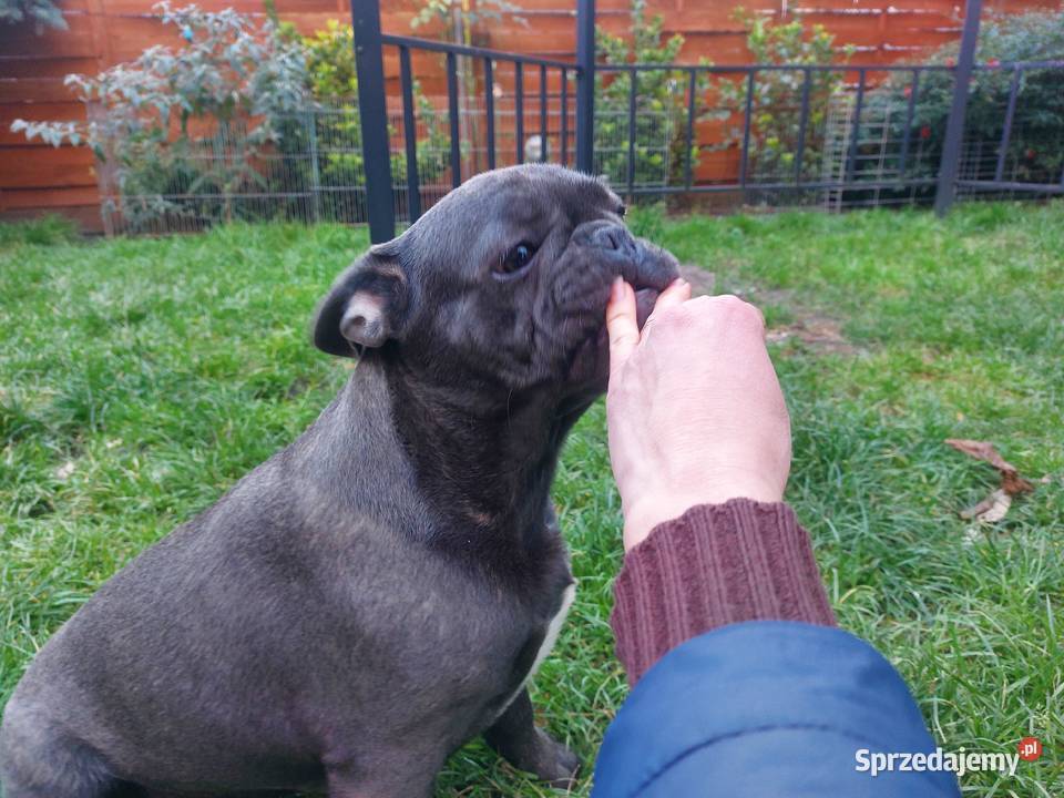 Buldog francuski BLUE pies Łódź