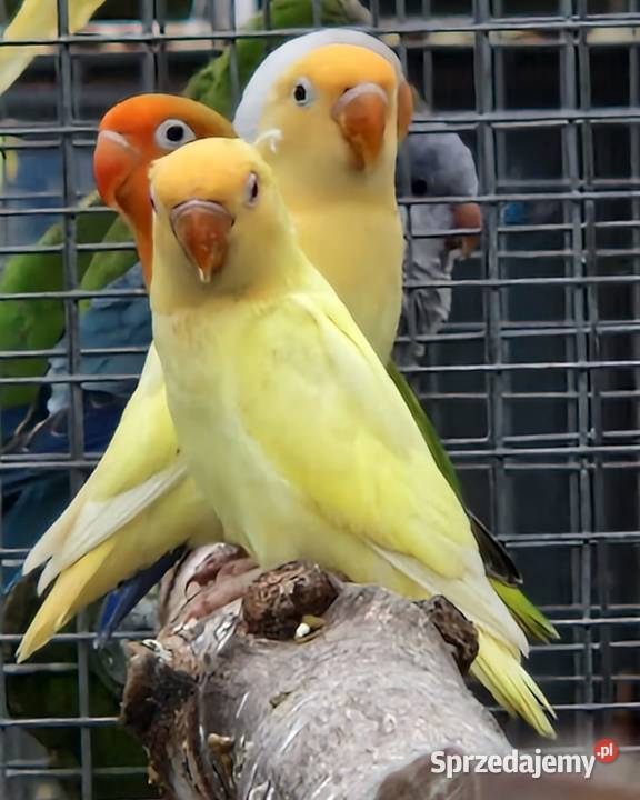 Nierozłączka Fischer Nierozłączki Fischer dolnośląskie Wrocław