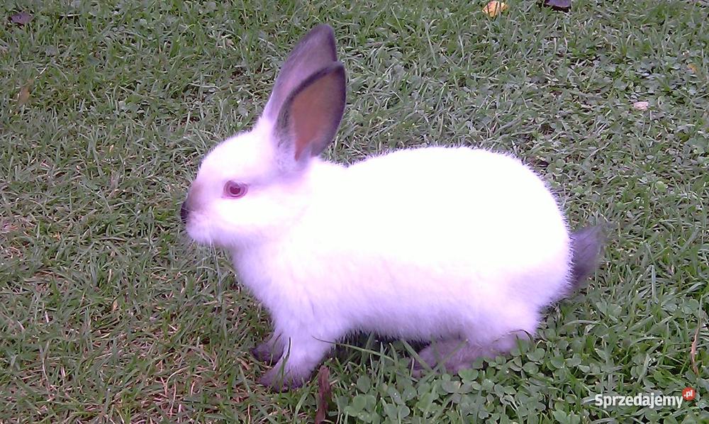 Króliki Kalifornijskie Pozostałe sprzedam