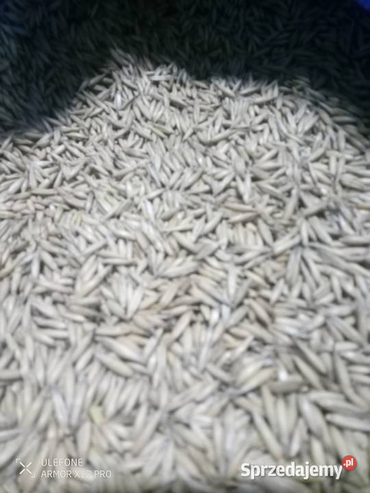 Owies ozimy Southwark