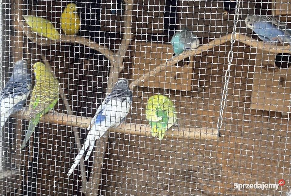 Papużki faliste Kraków