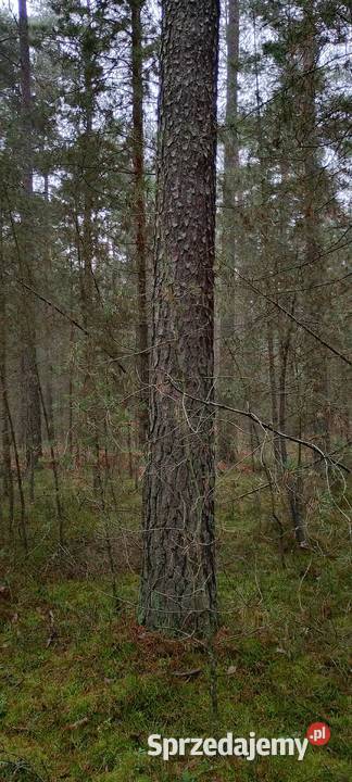 Sprzedam drewno tartaczne sosna topola opał Opał Harasiuki