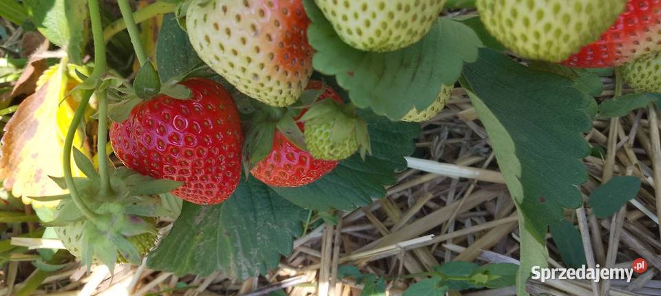 Truskawki rumba Honey świętokrzyskie Czarnocin
