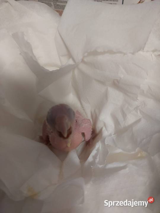 Barwinek samczyk Myślenice