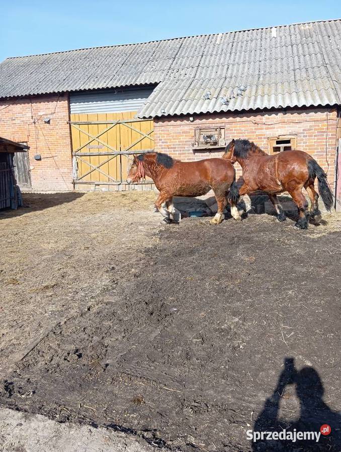 Klacze zimnokrwiste Annopol