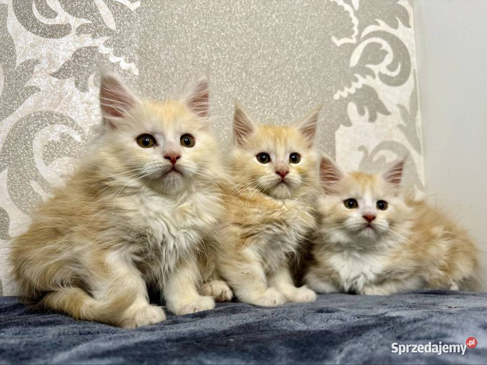 Maine Coon Kocur Rudy Srebro świętokrzyskie Daleszyce