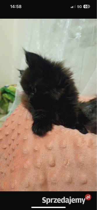 Kocurek maine coon kujawsko-pomorskie Grudziądz
