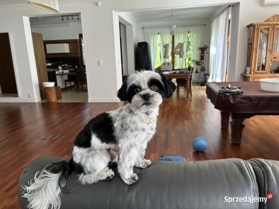 Krycie unikalny Biro Yorkshire Terrier Warszawa
