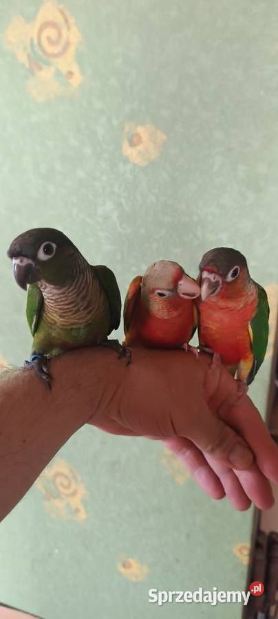 Papugi rudosterki ręcznie karmione
