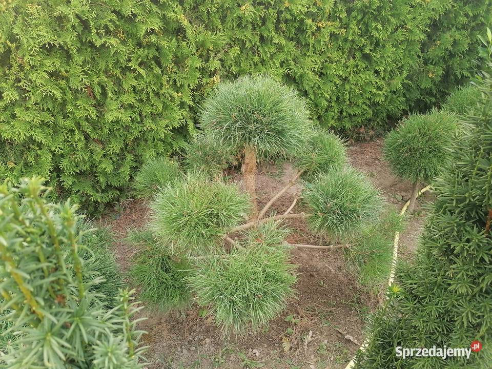 Bonsai Ogród wielkopolskie Pudliszki