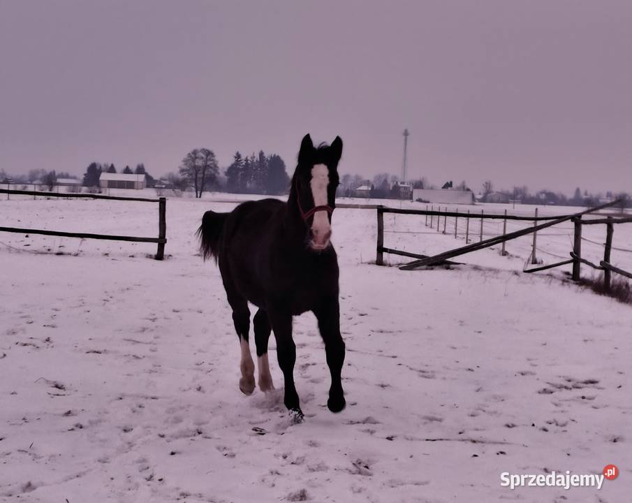 Sprzedam ogierka Konie lubelskie Jabłoń
