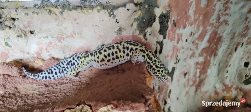 Gekon lamparci wyposażenie terrarium zestaw mazowieckie Płońsk