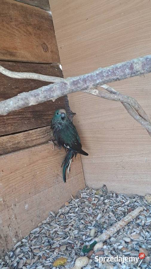 sprzedam papugi kozy małopolskie