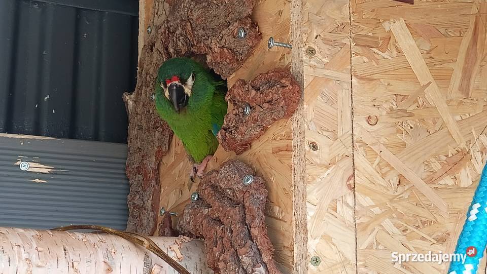 Ara maracana para dorosła Wieliczka