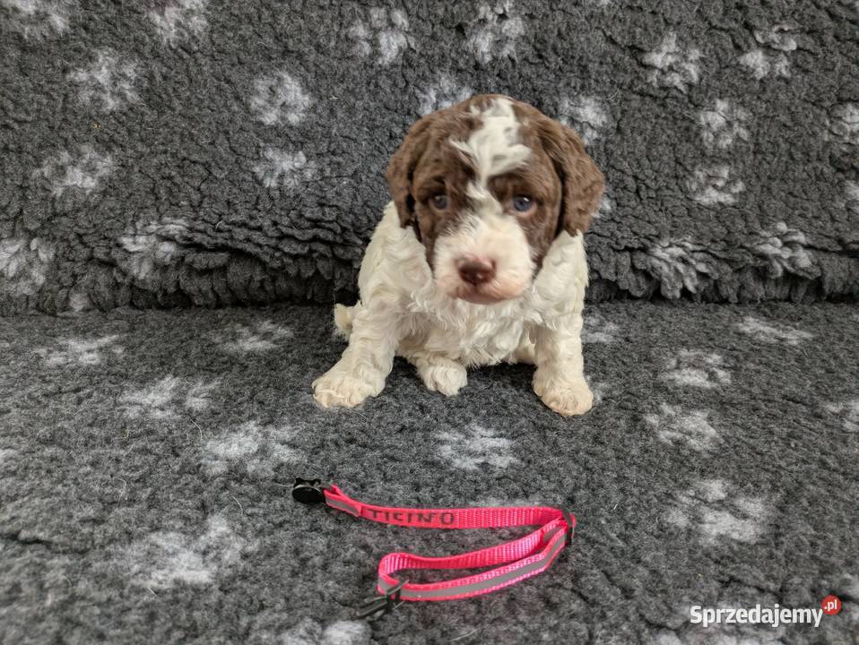 Lagotto Romagnolo szczenięta ZKwPFCI warmińsko-mazurskie Pasłęk