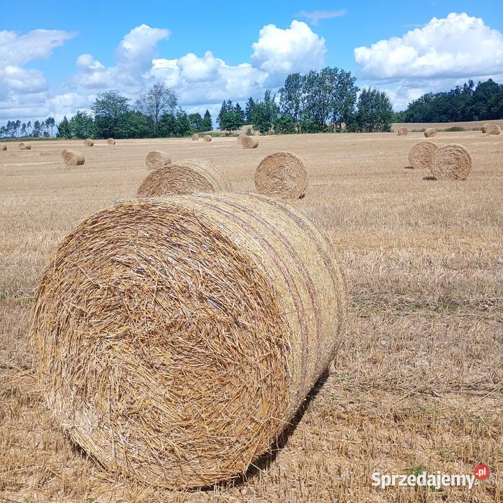 Spszedam słome 135 85 Hodowla drobiu Rolnictwo Burszewo