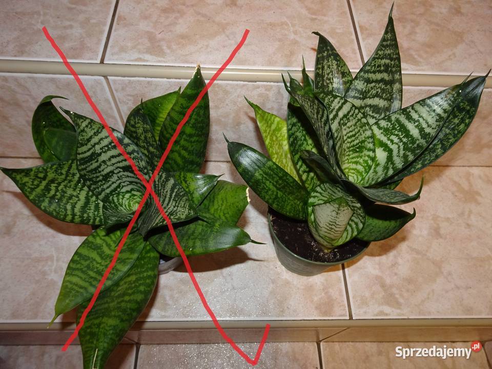 Sansewieria karłowata wężownica sprzedam