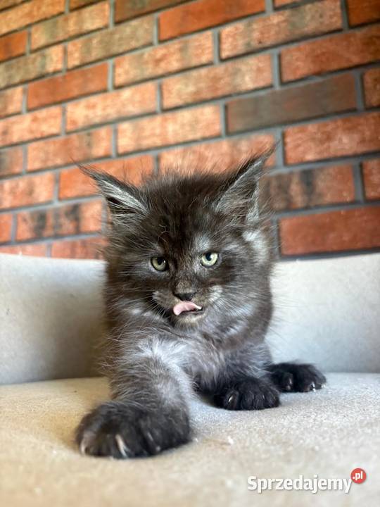 Maine Coon Orion Maine Coon Szembruk