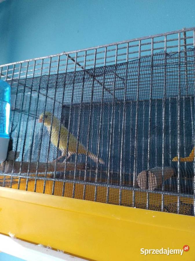 Kanarek żółty mozaika samica śląskie Częstochowa