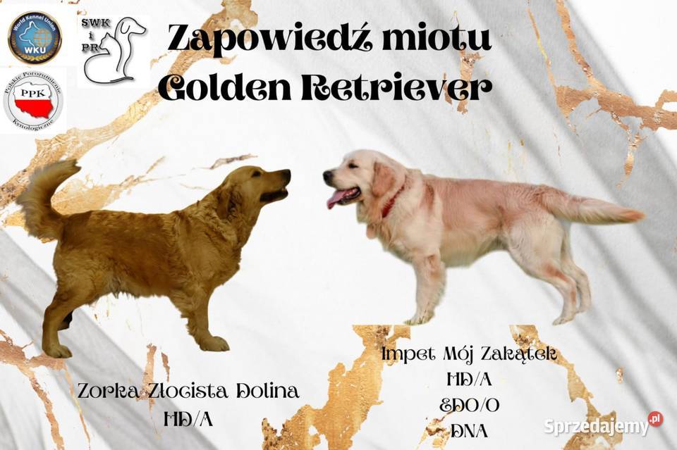 Golden Retriever szczenięta pieski i suczki Golden Retriever sprzedam