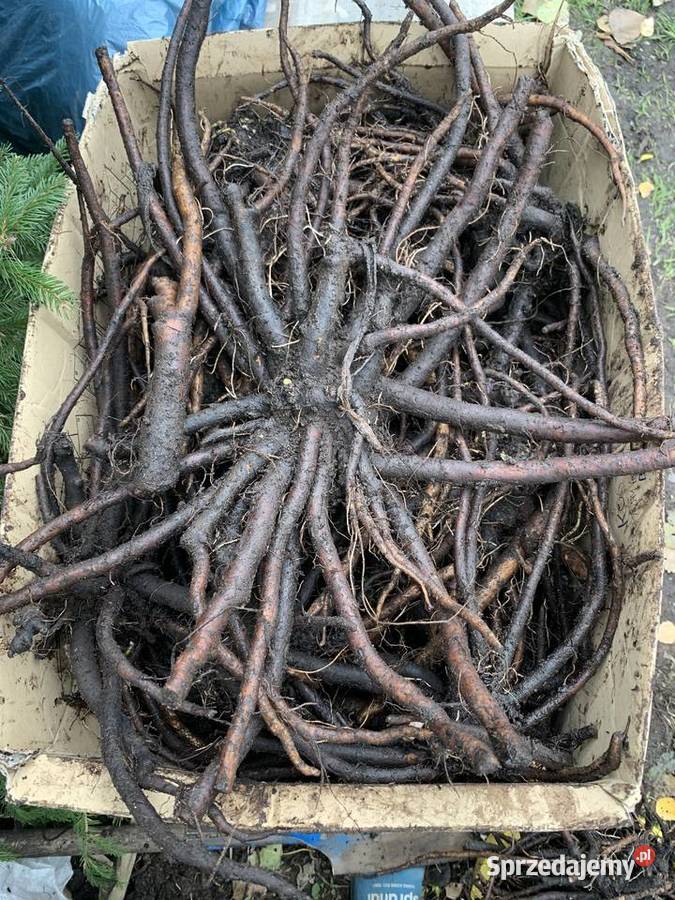 Sadzonki żywokostu podlaskie Klukowo sprzedam