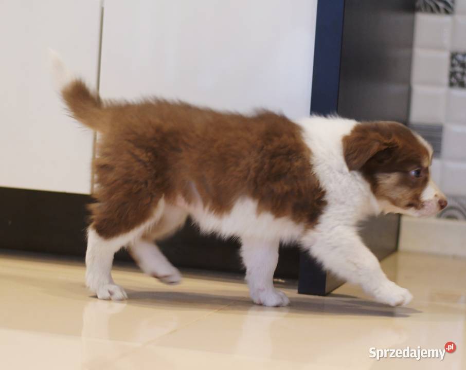 Border Collie szczenieta Drawno