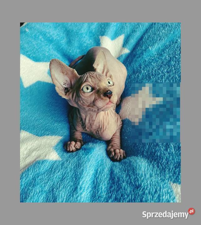 Sfinks Kanadyjski najwyższa klasa w super