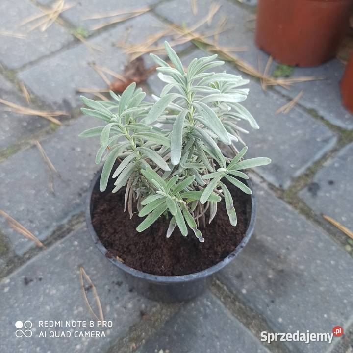 Lawenda lawendula angustifolia sadzonka Korczew
