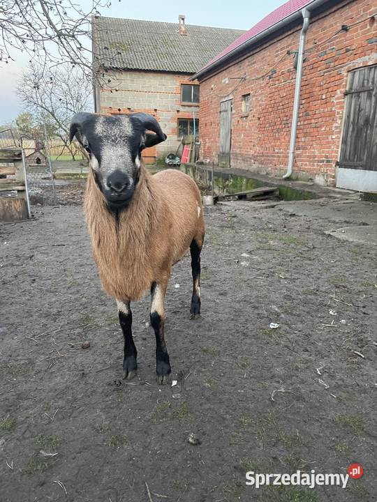 Owce Kamerunskie Dobra Nadzieja sprzedam