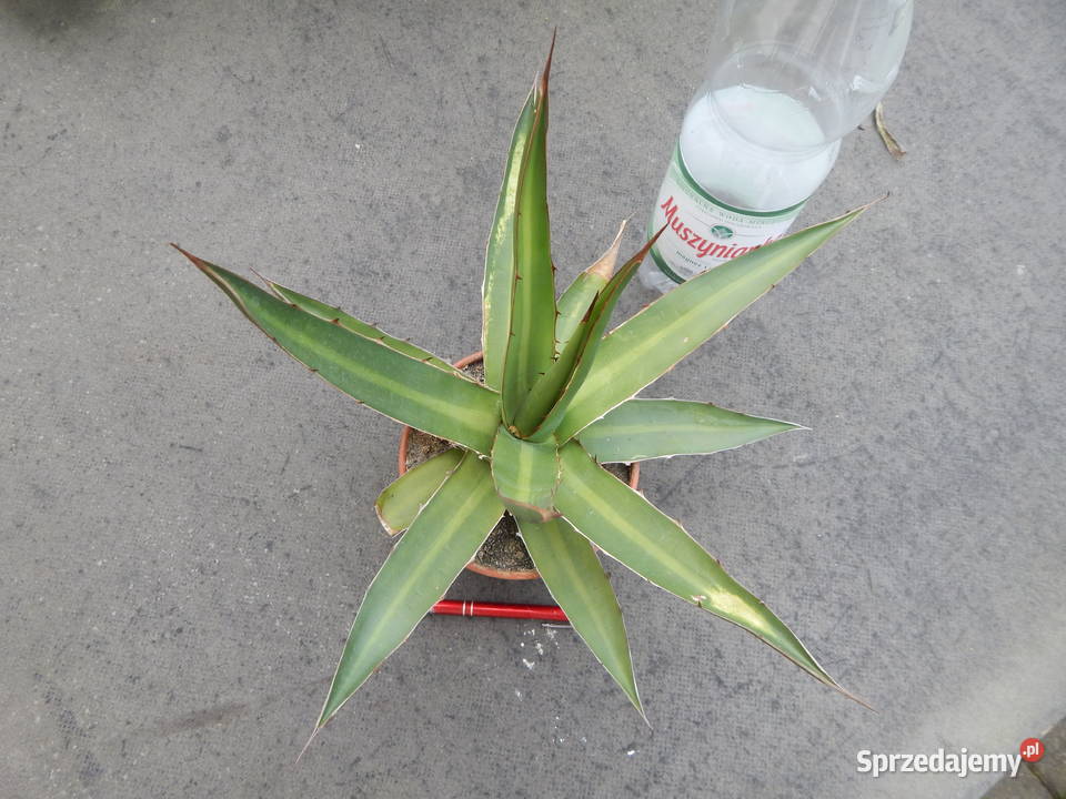 Agawa czerwieniejąca w Meksyku agave kerchovei Kraków sprzedam