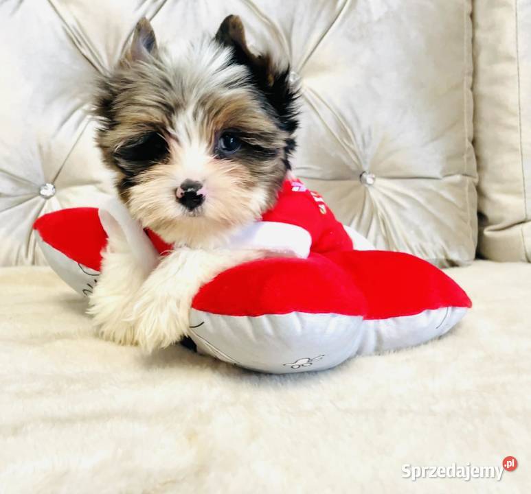 York Mikołaj do Kochania Cudak do odbioru dolnośląskie Wrocław