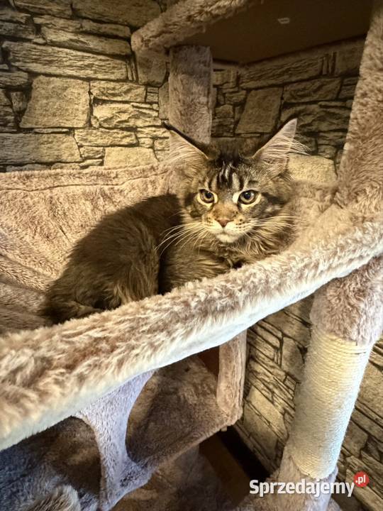 Maine Coon kocurek 4 miesiące kastrat Góra Kalwaria