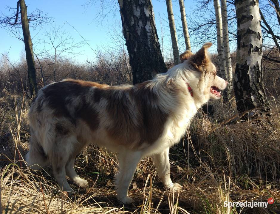 Piękna Suczka BORDER COLLIE z papierami dobrych Iwonicz
