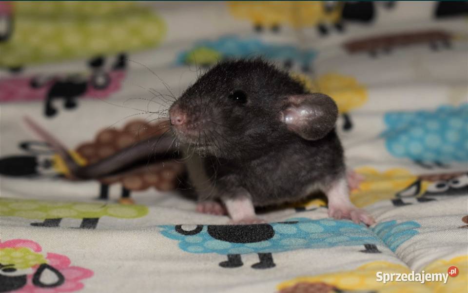 Szczurki szczury szczur szczurek dumbo dumbo rex Wrocław