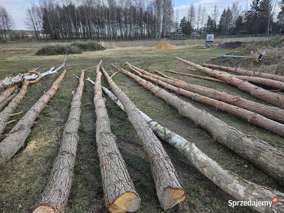 Drewno tartaczne kłody sosny dłużyca sosna Parczew sprzedam