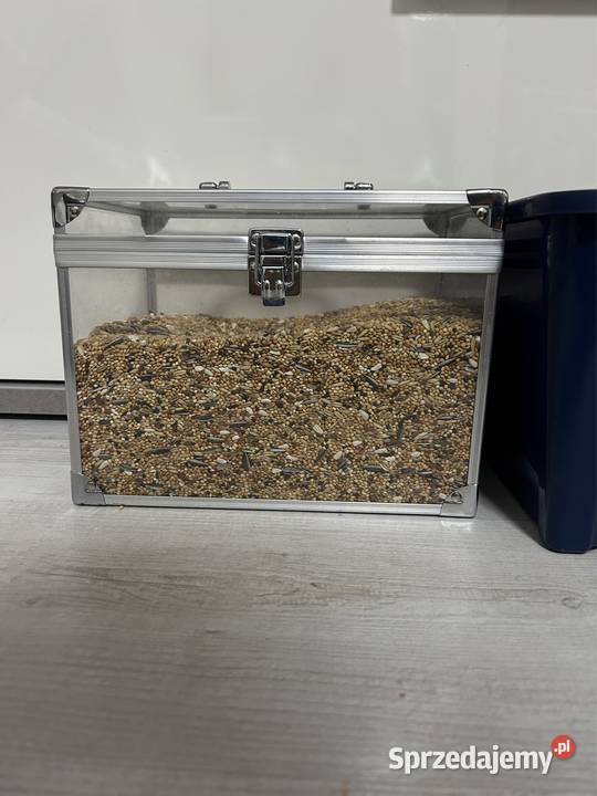 Papuga Rudosterka Dobczyn