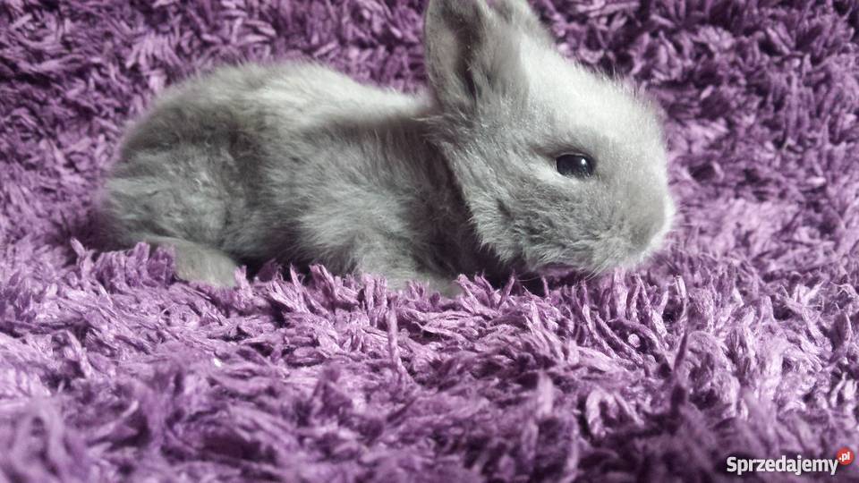 Króliczki karzełek teddy 2 samczyki Piękne Opatów